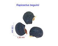Rapicactus beguinii seeds.jpg